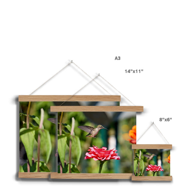 Hummingbird Hop Fine Art Print with Hanger