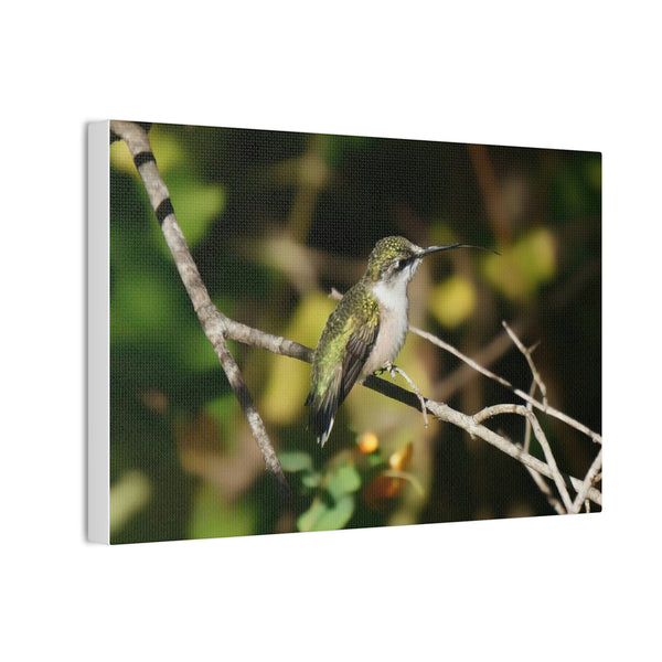 Tasting the Air Hummingbird Canvas Stretched, 0.75"