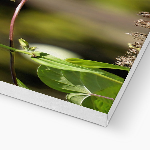 Hummingbird Stretch Canvas