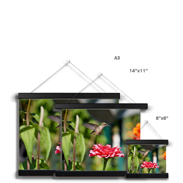 Hummingbird Hop Fine Art Print with Hanger