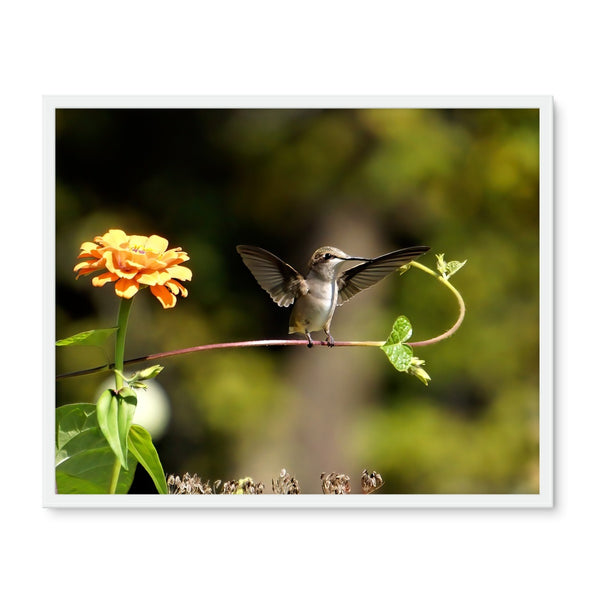 Hummingbird Stretch Framed Photo Tile