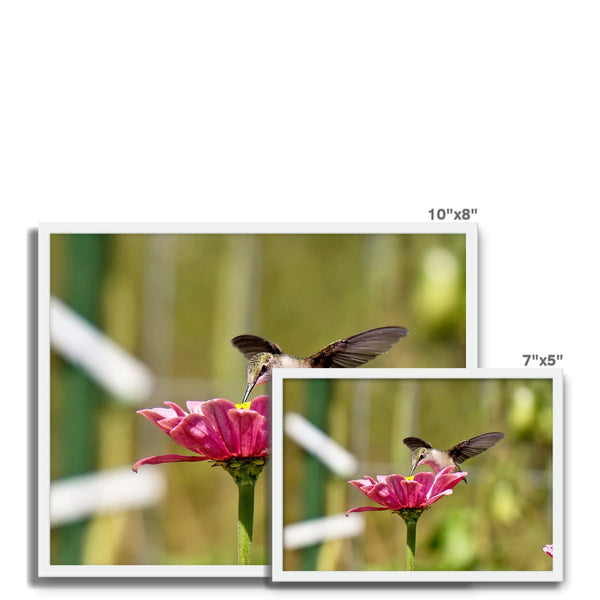 Hummingbird Hug Framed Photo Tile
