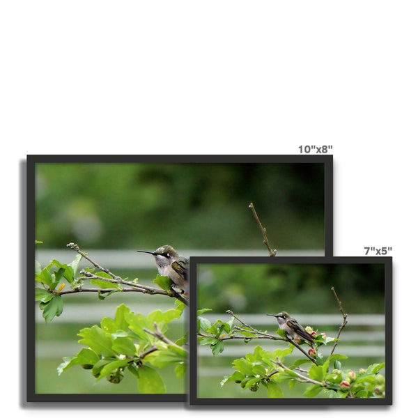 Hummingbird Buds Framed Photo Tile