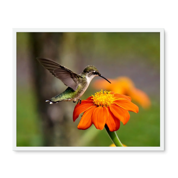 Hummingbird Orange Flower Framed Photo Tile
