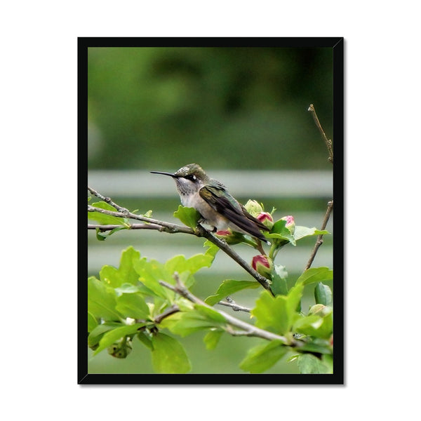 Hummingbird Buds Framed Print