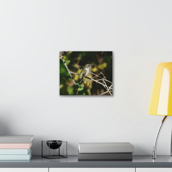 Tasting the Air Hummingbird Canvas Stretched, 0.75"