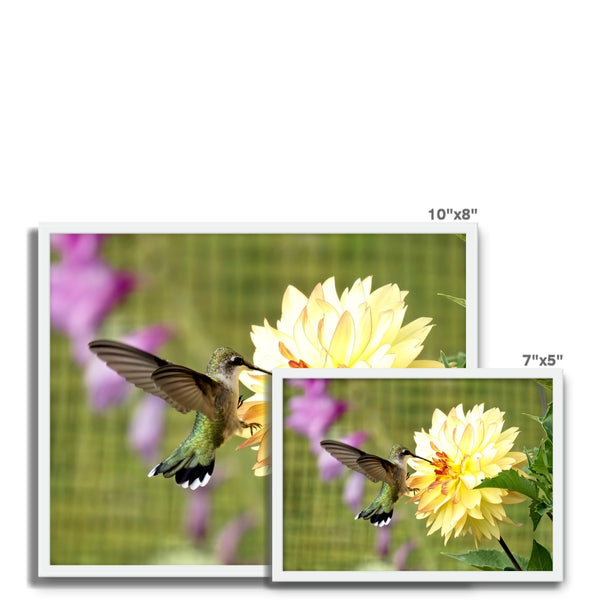 Flower Flame Hummingbird Framed Photo Tile