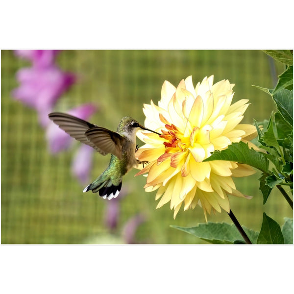 Flower Flame Hummingbird Temporary Tattoo