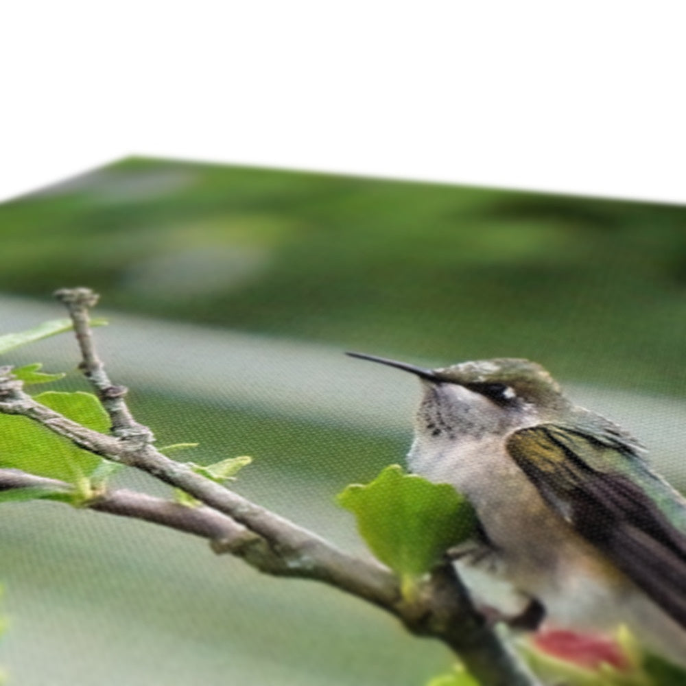 Hummingbird Buds Eco Canvas