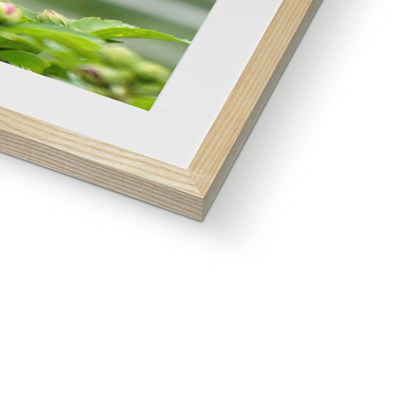 Hummingbird Buds Framed & Mounted Print