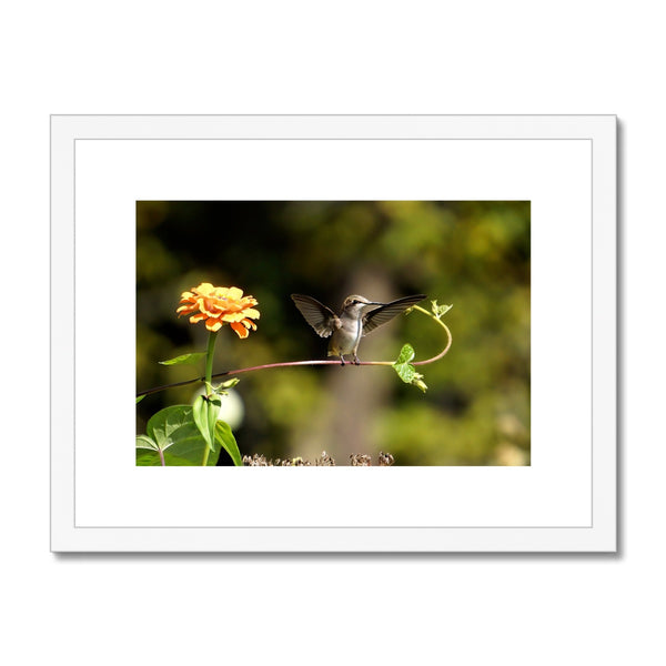 Hummingbird Stretch Framed & Mounted Print