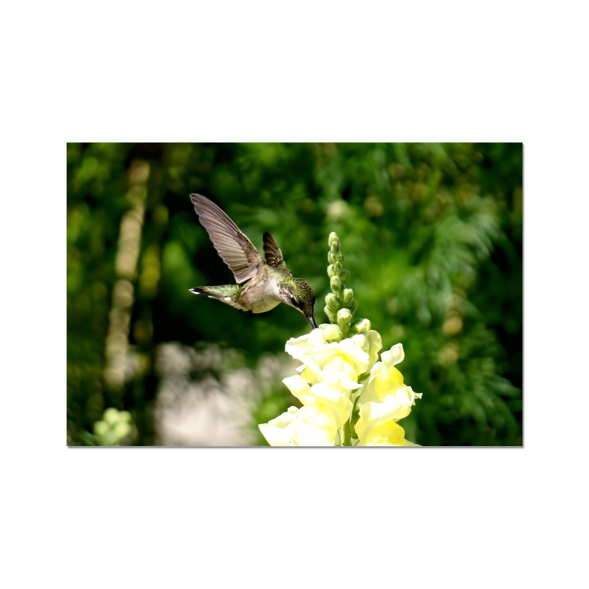 Snappy Light Hummingbirds Hahnemühle Photo Rag Print