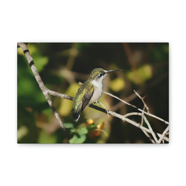 Tasting the Air Hummingbird Canvas Stretched, 0.75"