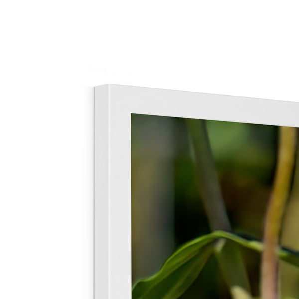 Hummingbird Hop Framed Print