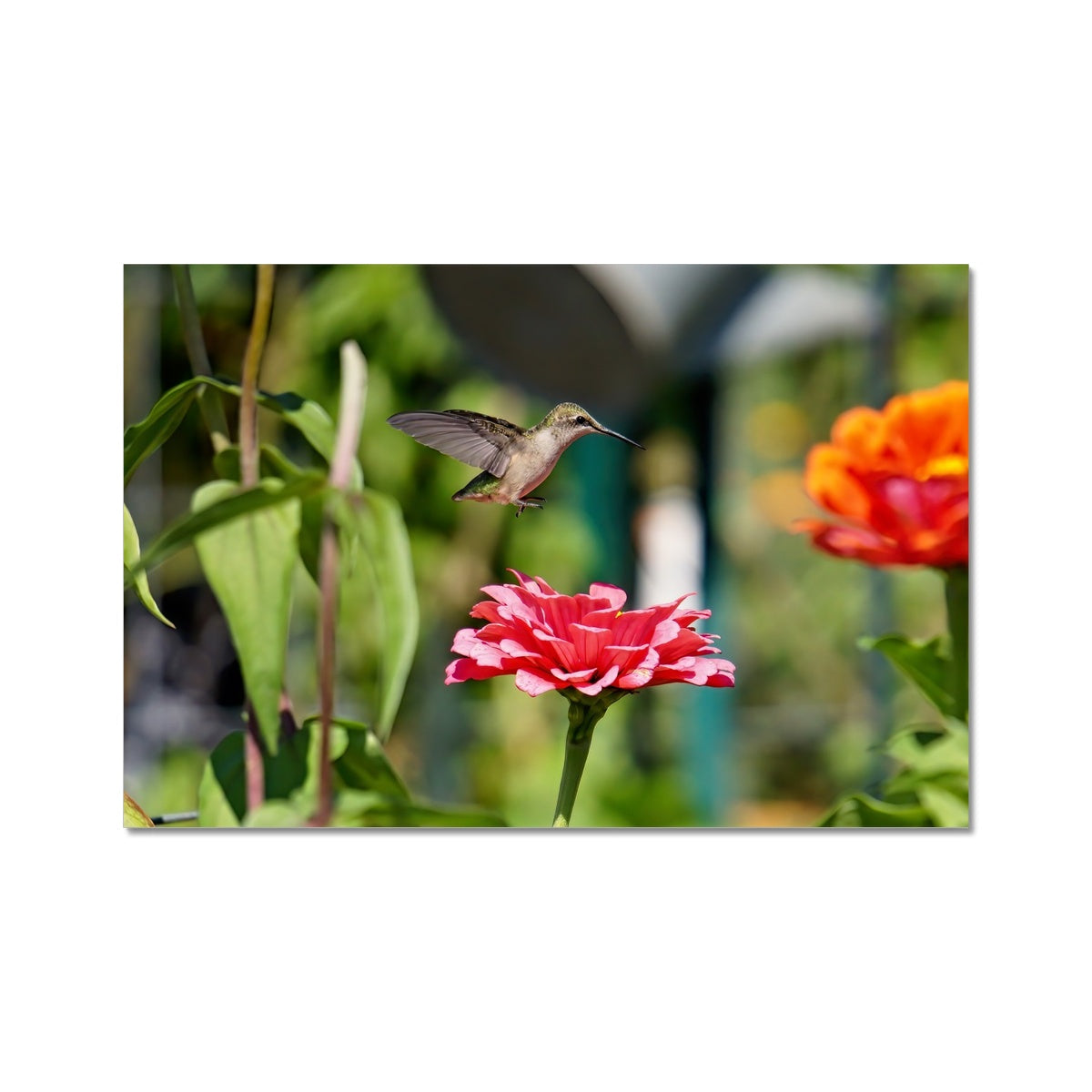 Hummingbird Hop Fine Art Print