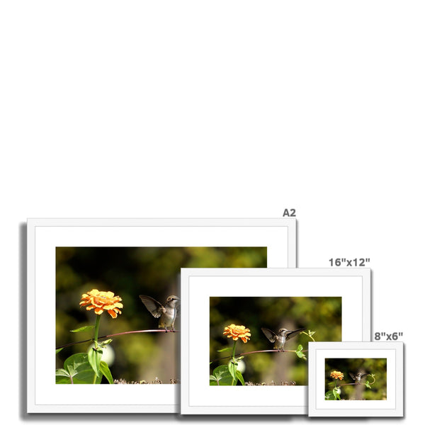 Hummingbird Stretch Framed & Mounted Print