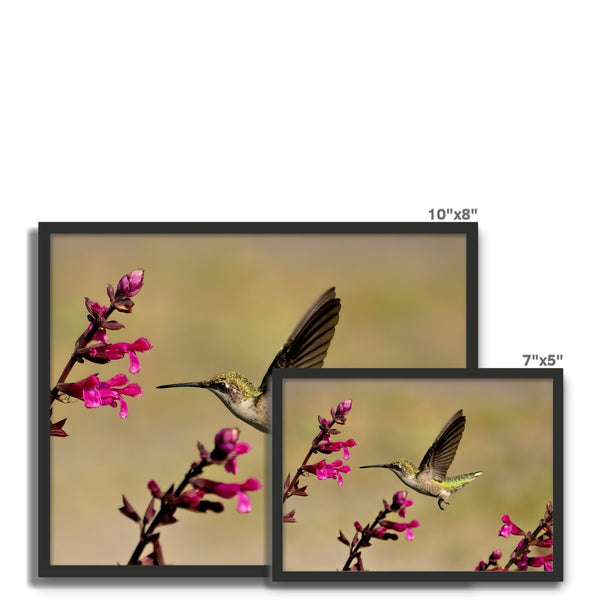 Hummingbird Dart Photography Framed Photo Tile