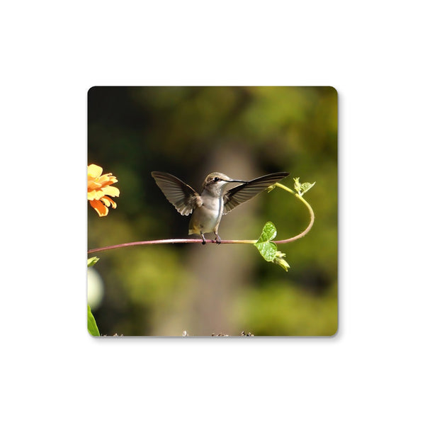 Hummingbird Stretch Coaster