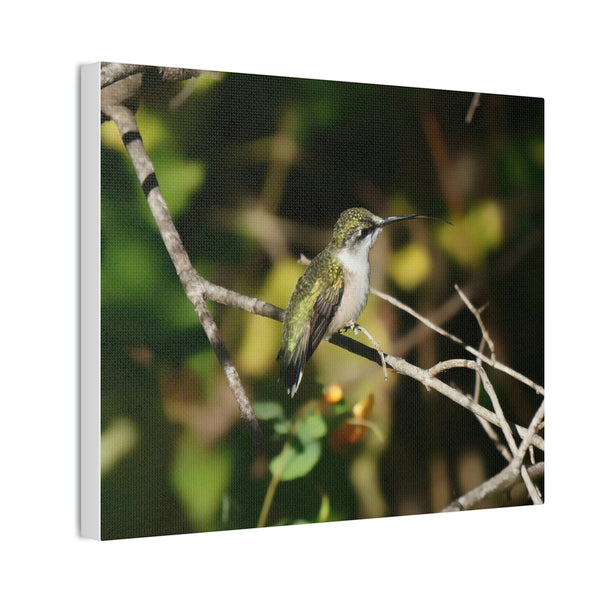 Tasting the Air Hummingbird Canvas Stretched, 0.75"