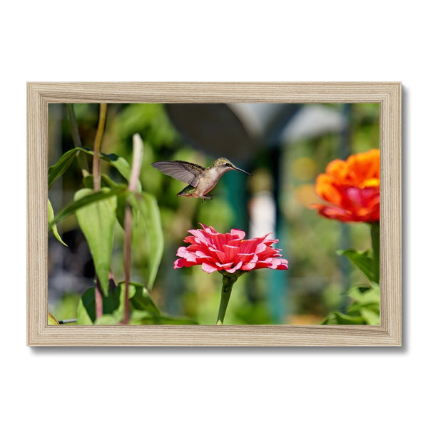 Hummingbird Hop Framed Print