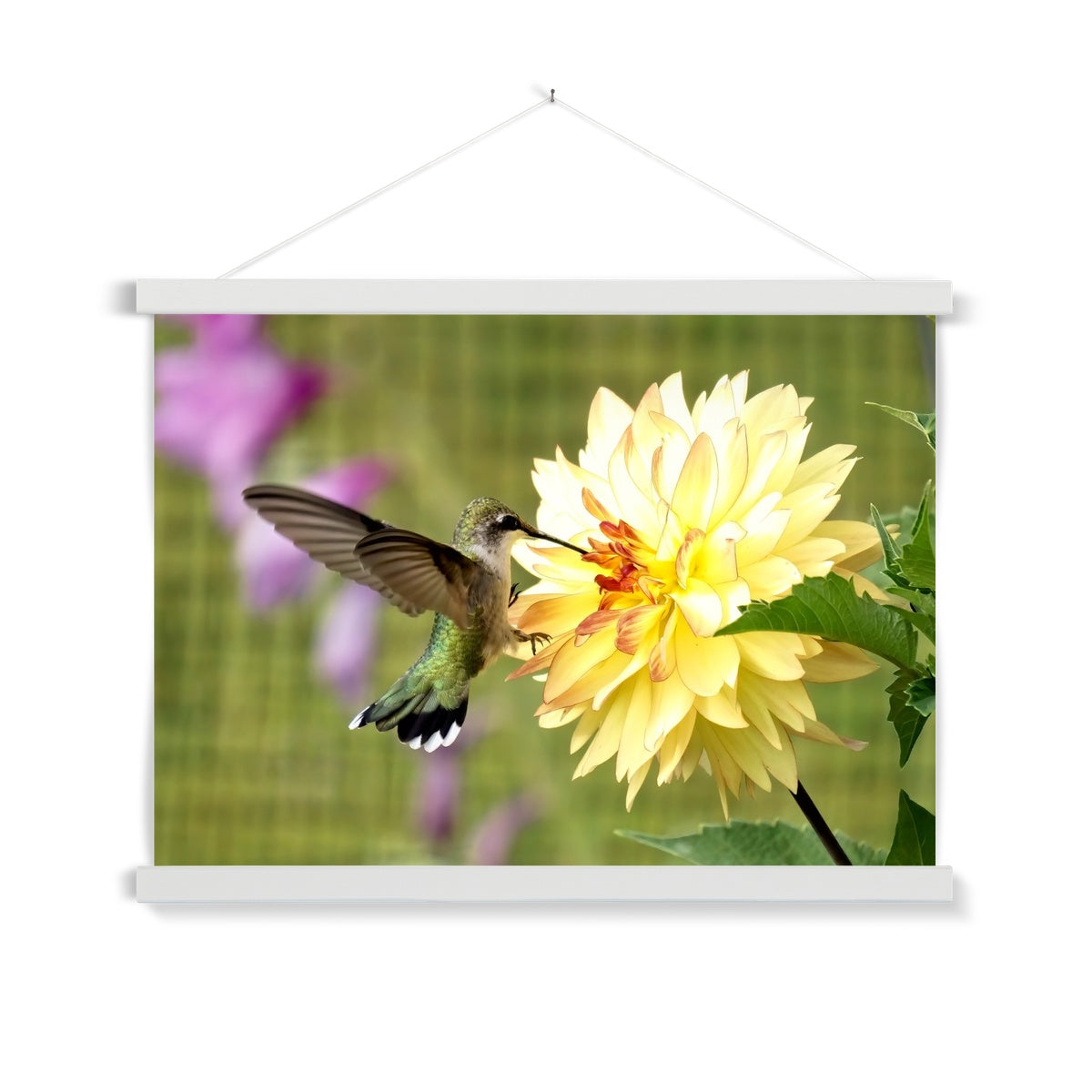 Flower Flame Hummingbird Fine Art Print with Hanger
