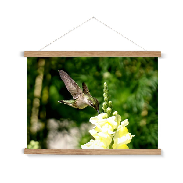 Snappy Light Hummingbirds Fine Art Print with Hanger
