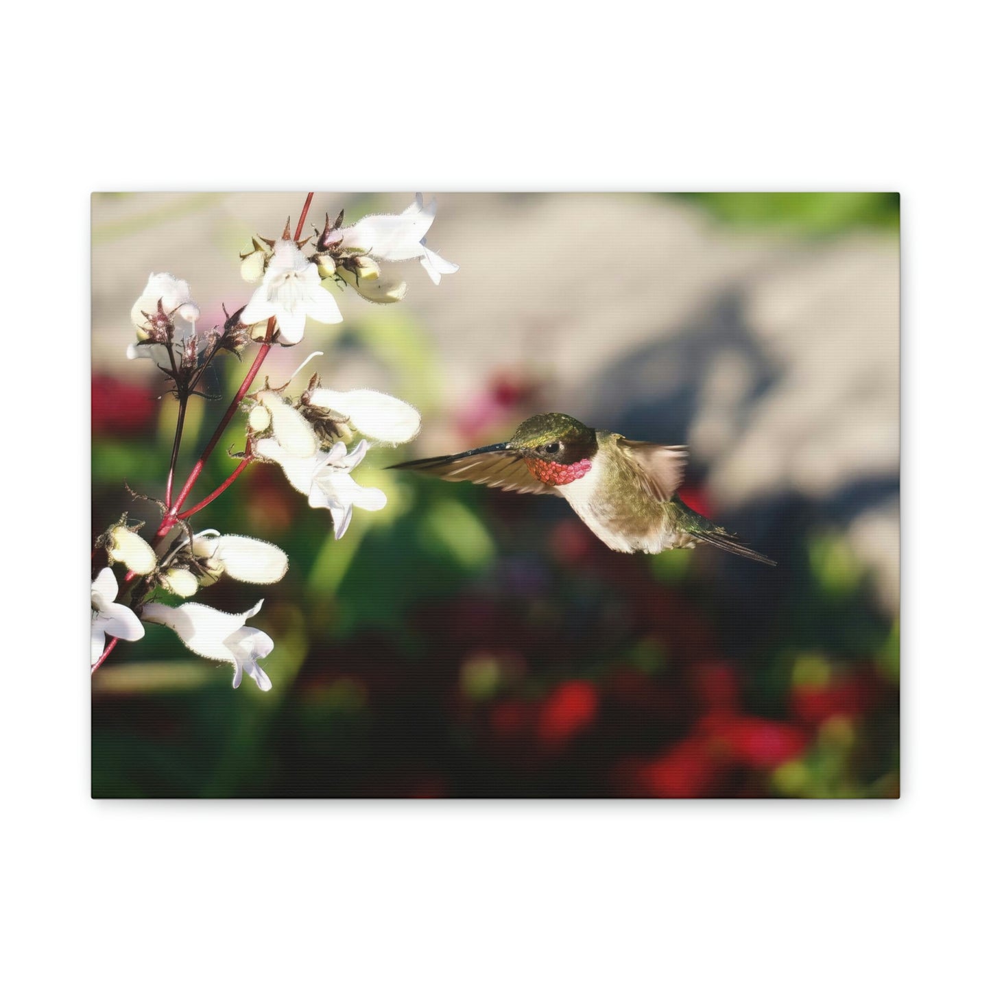 Hummingbird True Ruby Canvas Stretched, 0.75"