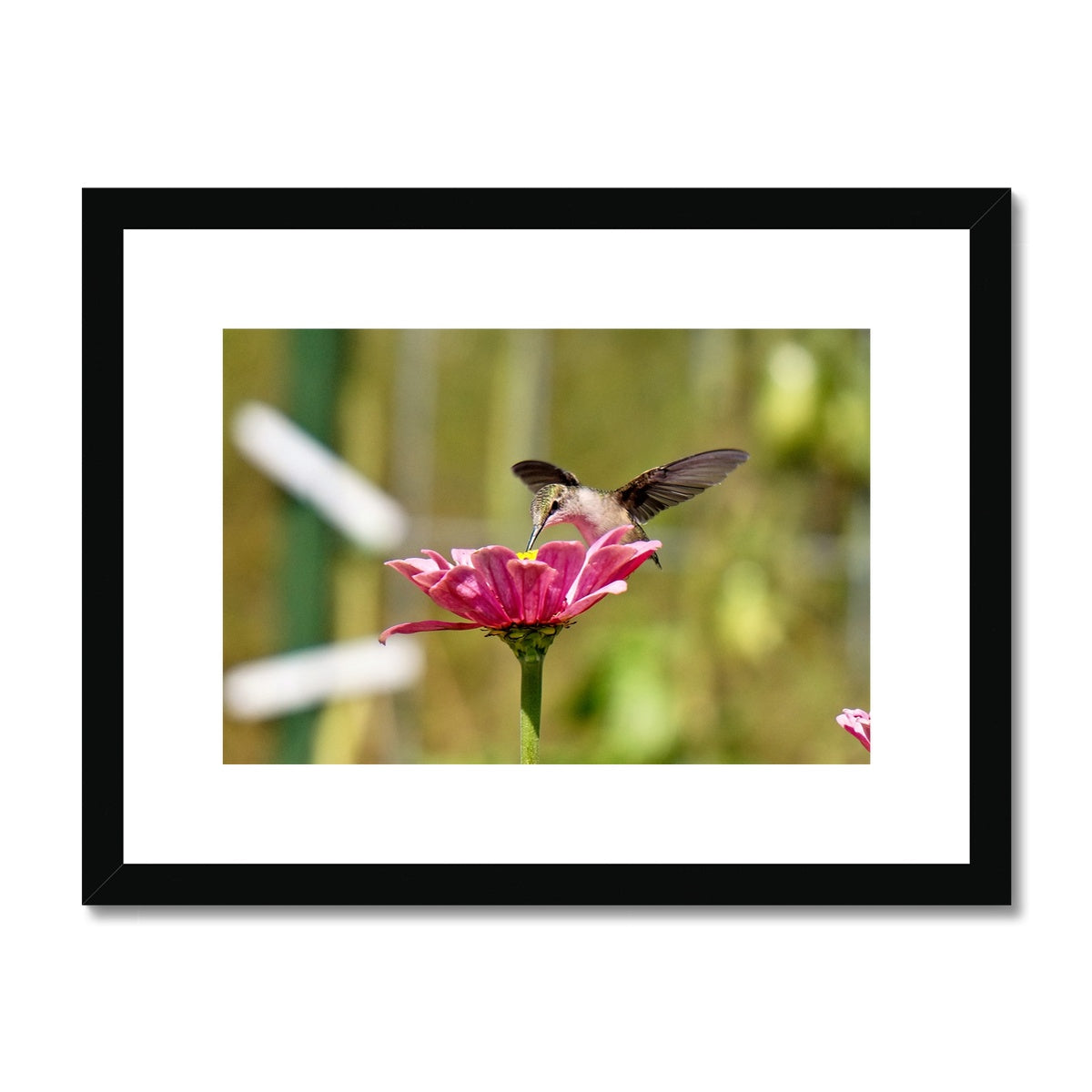 Hummingbird Hug Framed & Mounted Print
