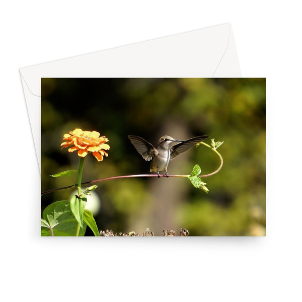 Hummingbird Stretch Greeting Card