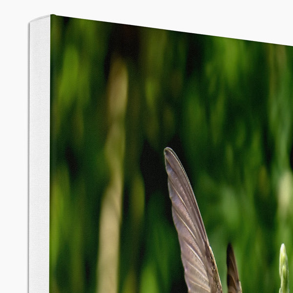 Snappy Light Hummingbirds Eco Canvas