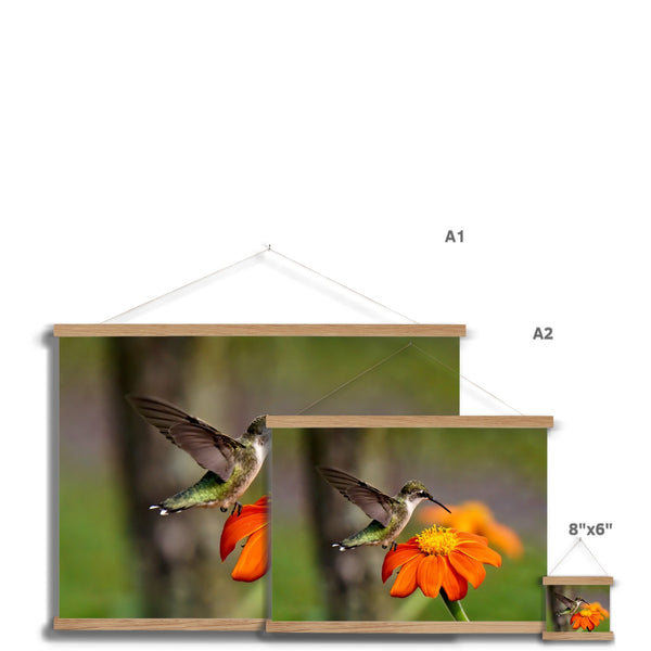 Hummingbird Orange Flower Fine Art Print with Hanger