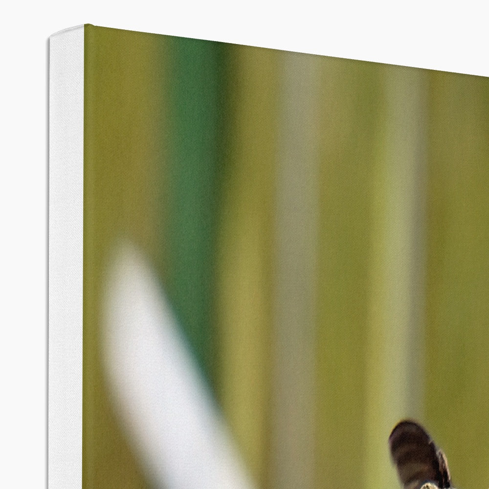 Hummingbird Hug Canvas
