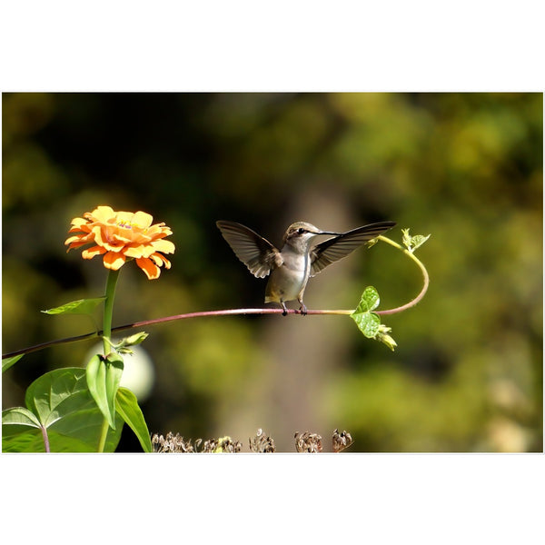 Hummingbird Stretch Temporary Tattoo