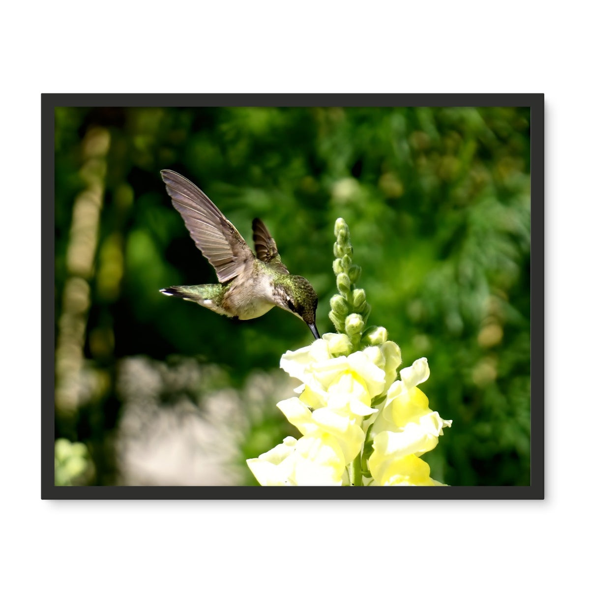 Snappy Light Hummingbirds Framed Photo Tile