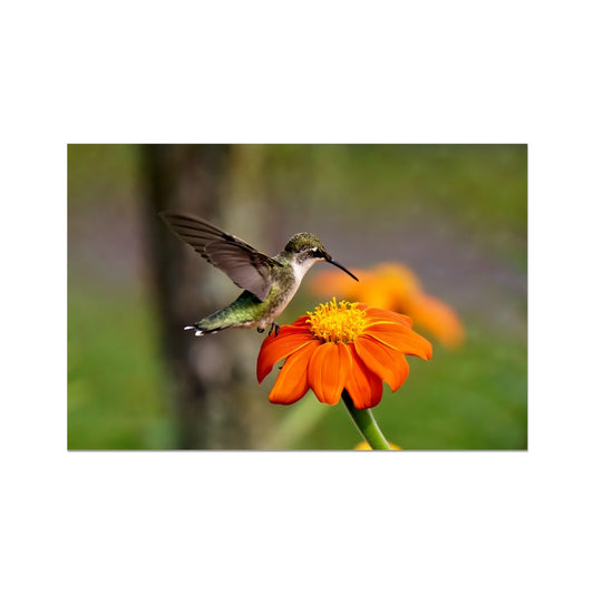 Hummingbird Orange Flower Rolled Eco Canvas