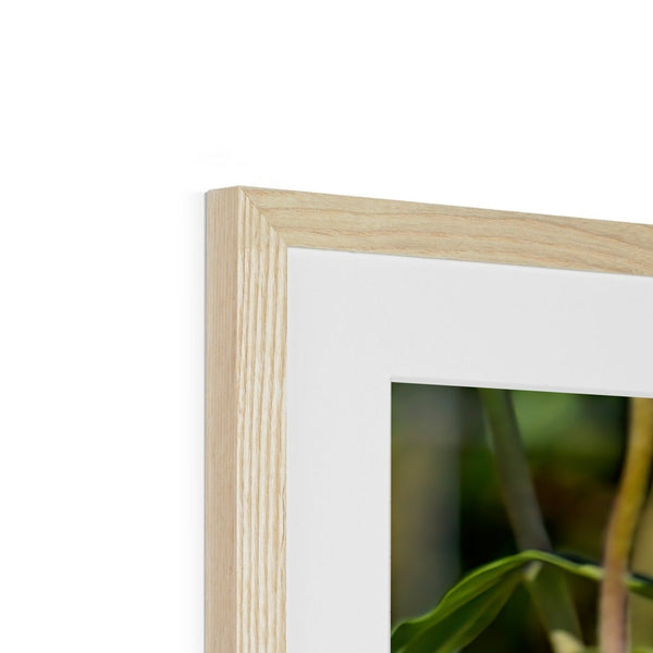 Hummingbird Hop Framed & Mounted Print