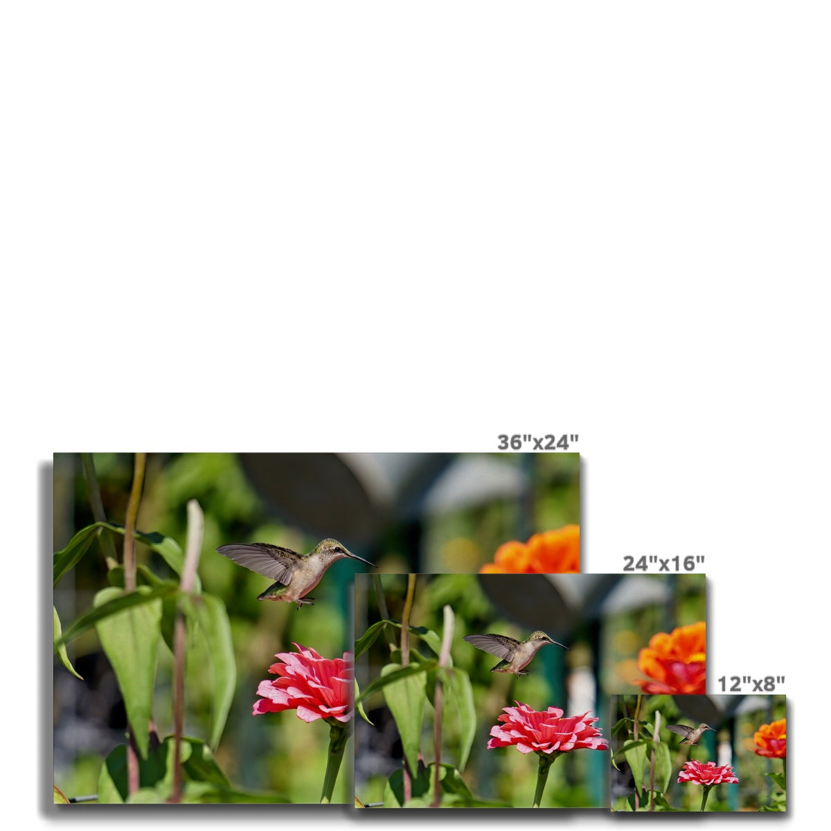 Hummingbird Hop Canvas
