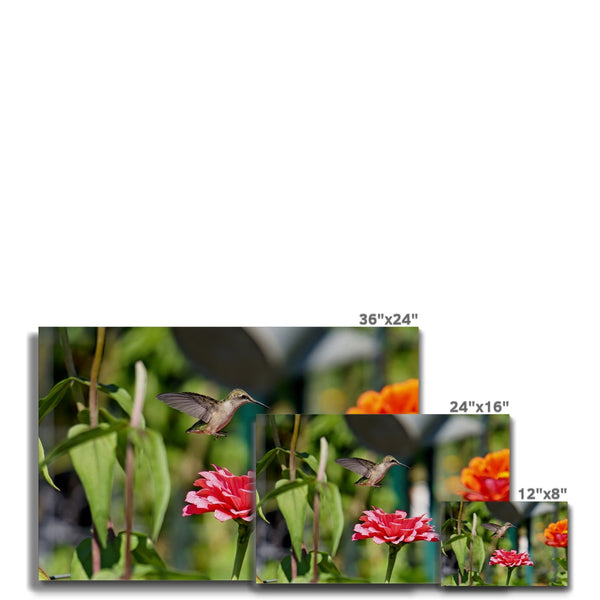 Hummingbird Hop Canvas