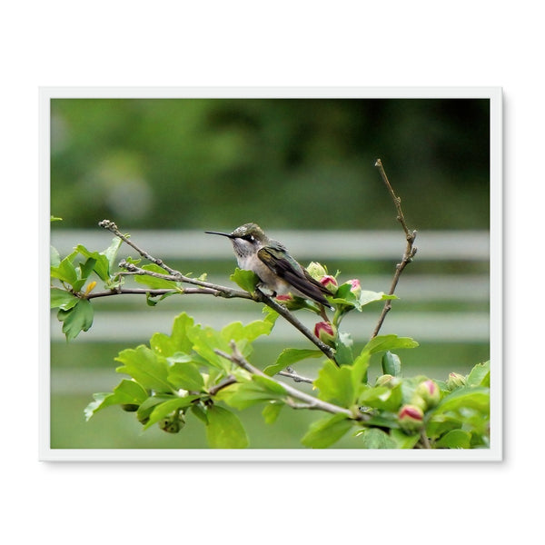 Hummingbird Buds Framed Photo Tile