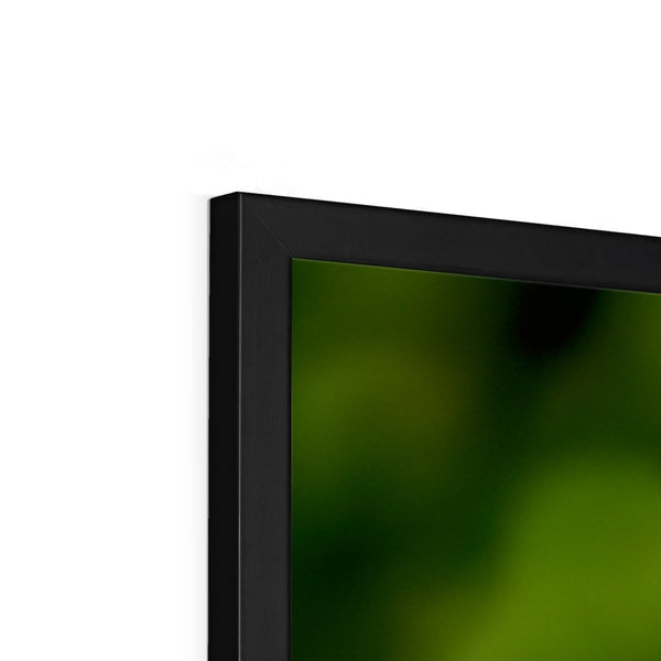 Snappy Light Hummingbirds Framed Print