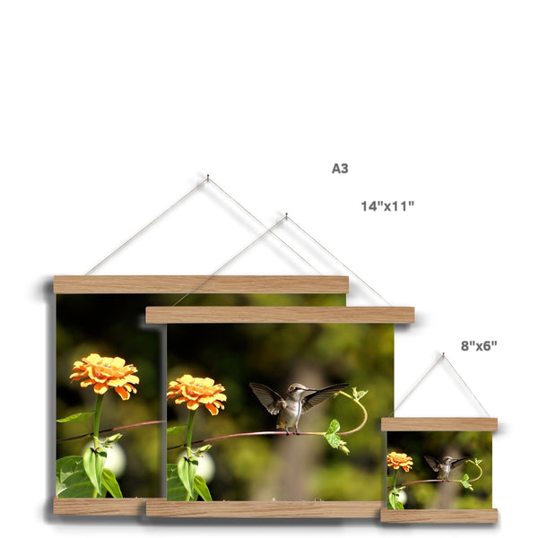 Hummingbird Stretch Fine Art Print with Hanger
