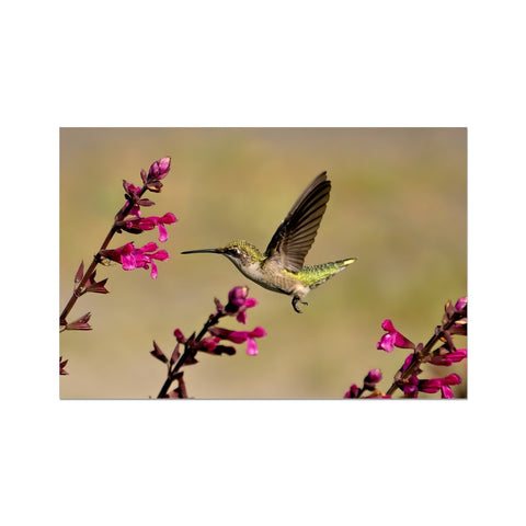 Hummingbird Dart Photography Rolled Canvas