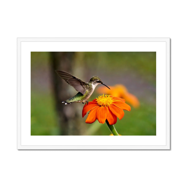 Hummingbird Orange Flower Framed & Mounted Print