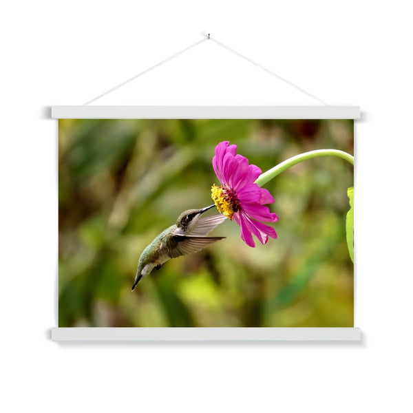 Hummingbird Looking Up Photography Fine Art Print with Hanger