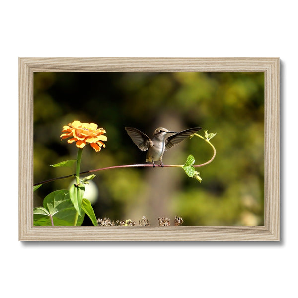 Hummingbird Stretch Framed Print