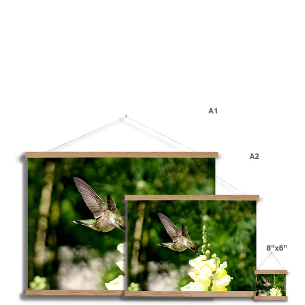 Snappy Light Hummingbirds Fine Art Print with Hanger