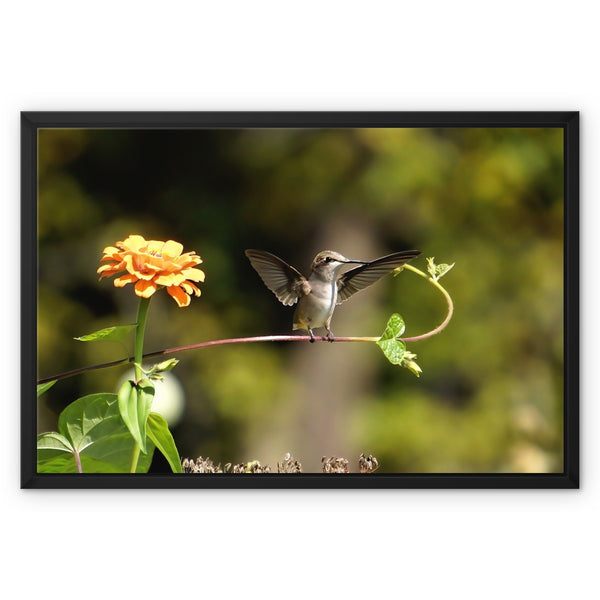 Hummingbird Stretch Framed Canvas