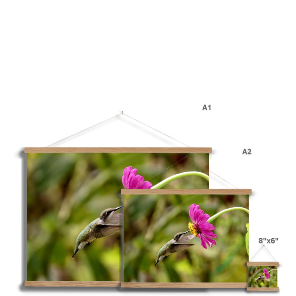 Hummingbird Looking Up Photography Fine Art Print with Hanger