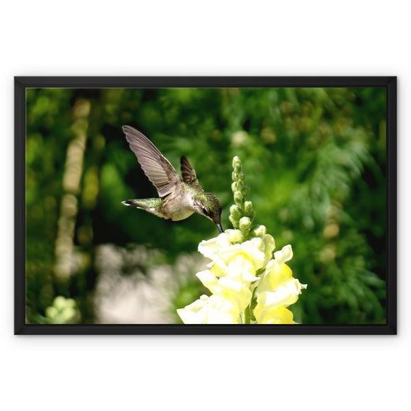 Snappy Light Hummingbirds Framed Canvas