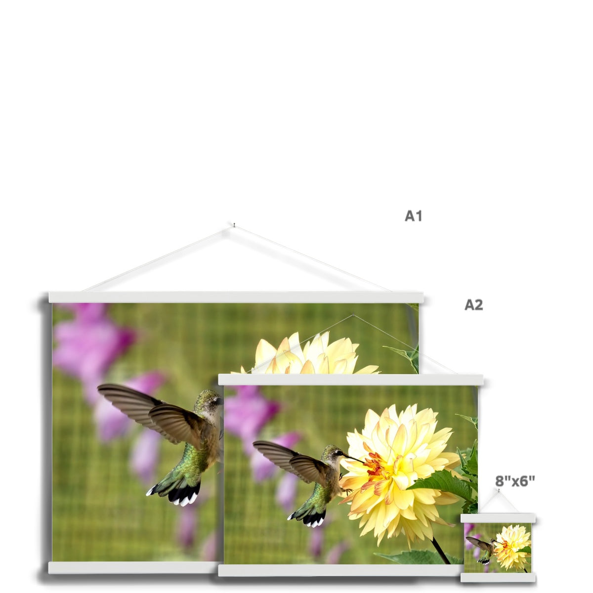 Flower Flame Hummingbird Fine Art Print with Hanger